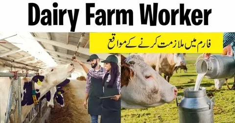 Canada Dairy Farm Jobs