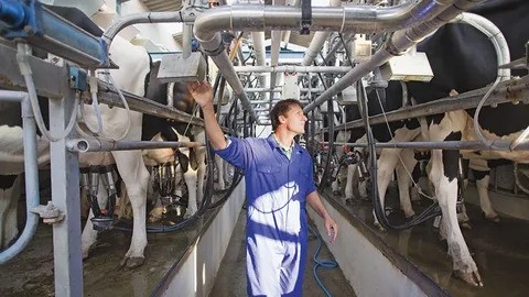 Malta Dairy Farm Jobs 